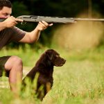 Gun Dog Labrador Retriever Training